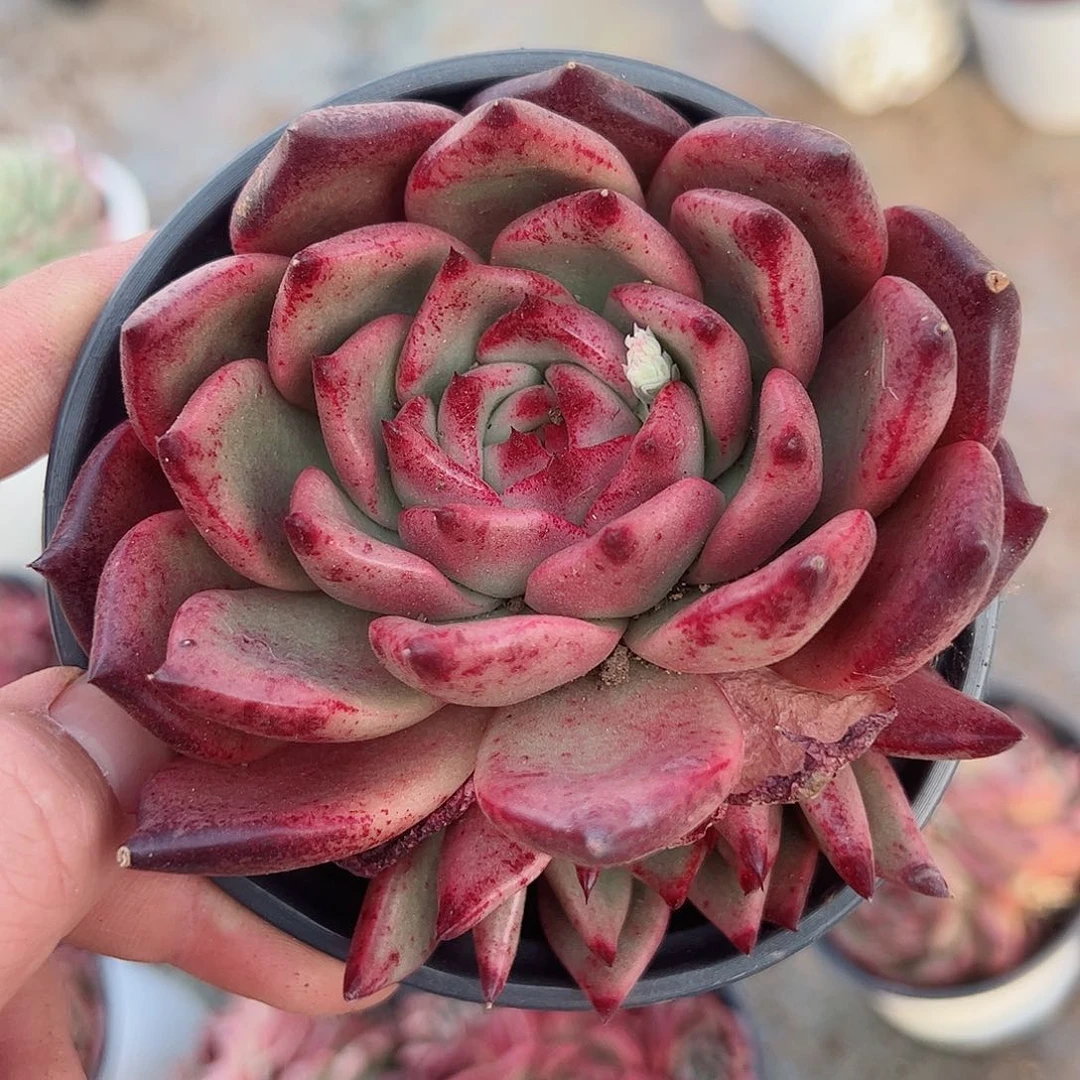 红颜蜜语控养单头起