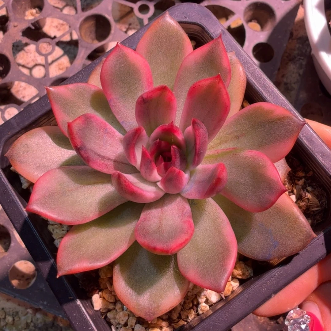 火焰山锦腹轮锦模特