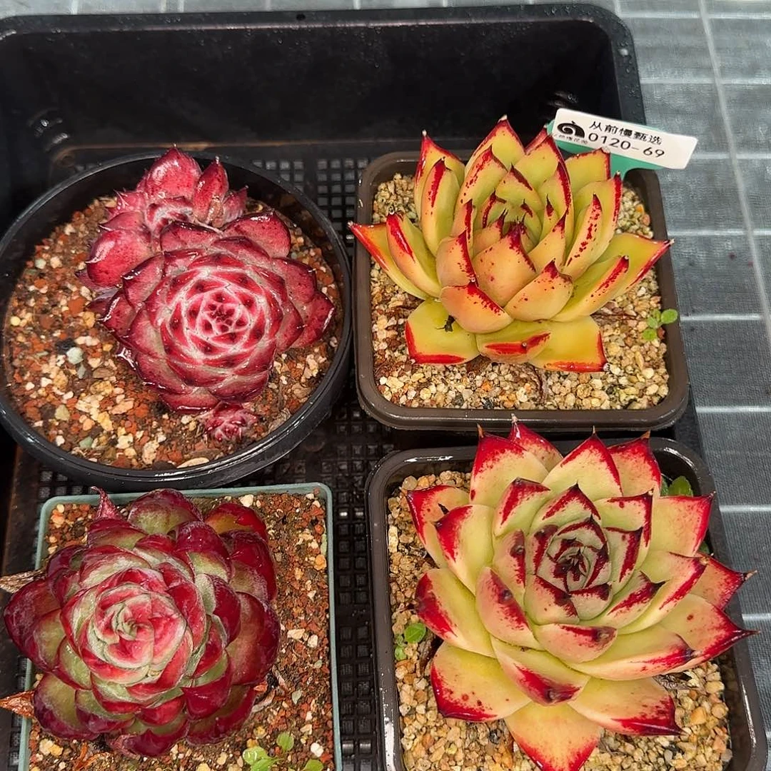 从前慢花园精选0120-69