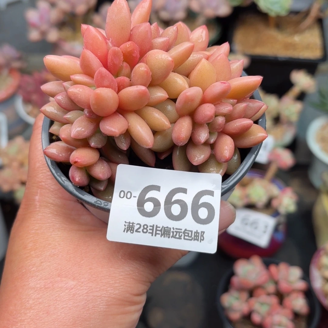 桃花源缀化多肉多