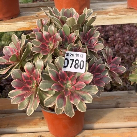 780浣纱不包断枝