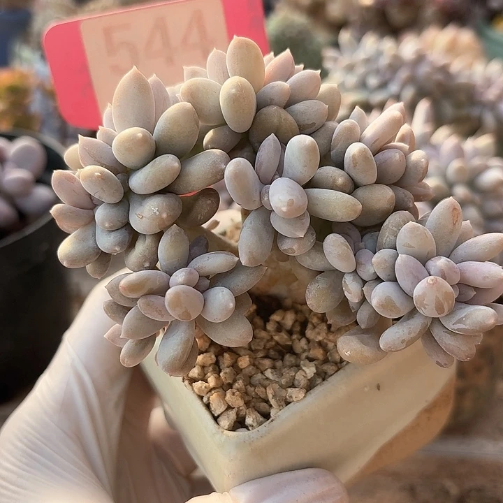 -****-c j g f f g h g 544