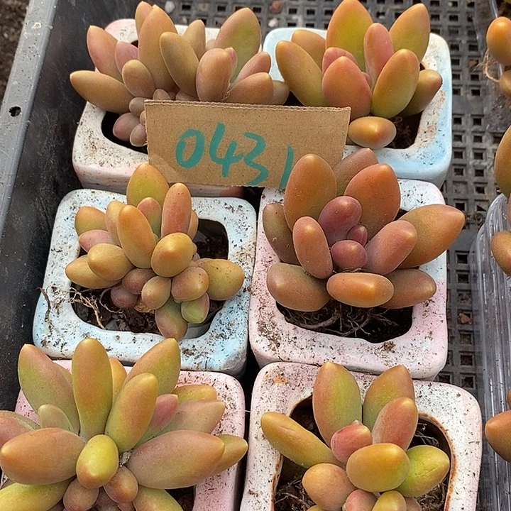 小***檬无花朵0431号一物一拍芒果