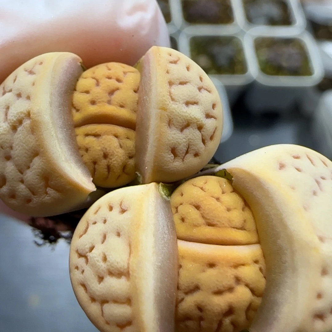 1.5。黄猪皮福利。5033