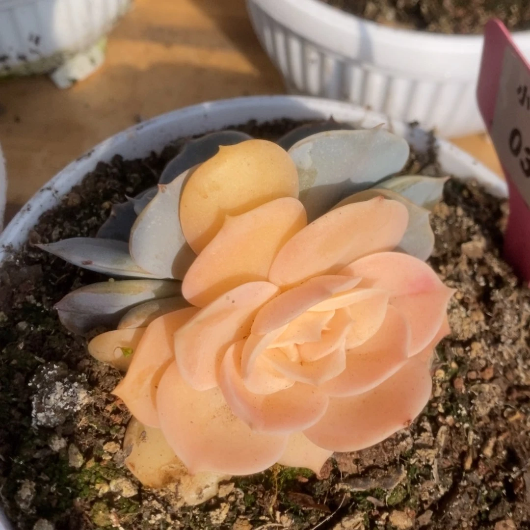 333双子座锦锦锦锦锦锦