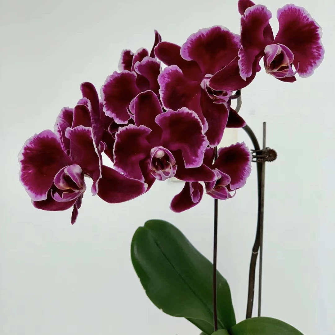 【蝴蝶兰拉丁舞群】2.8寸带花剑杯苗子发货