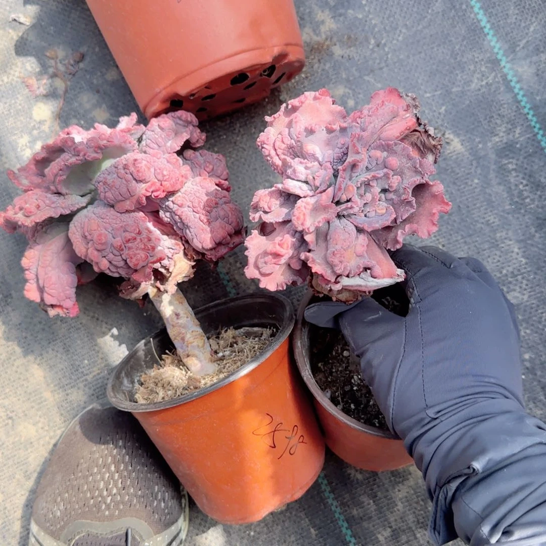人***乄狂野男爵小号手多肉