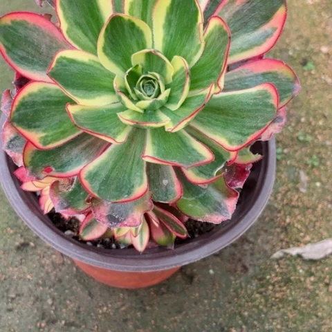 墨****生多肉植物魅影锦。