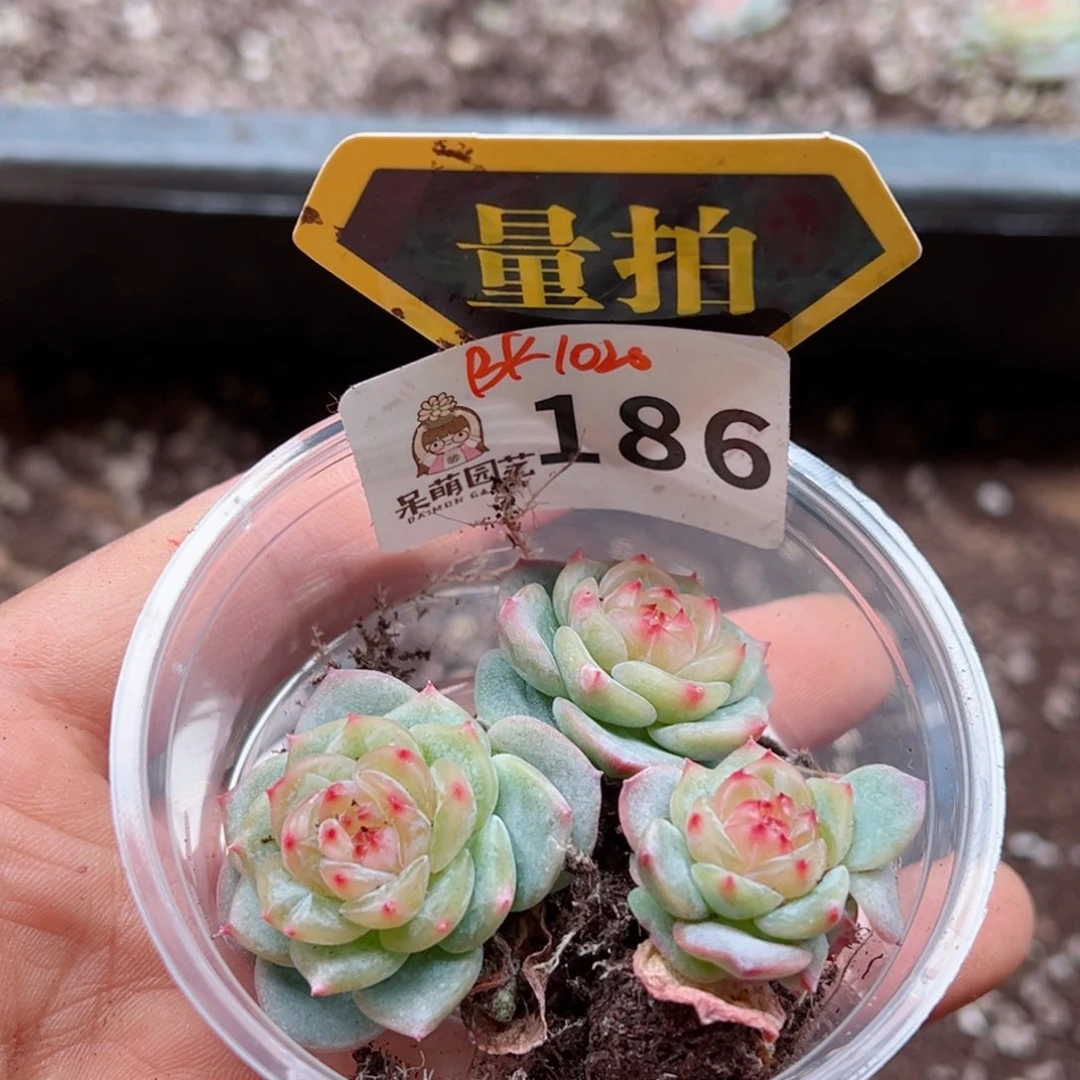 多肉植物多肉植物