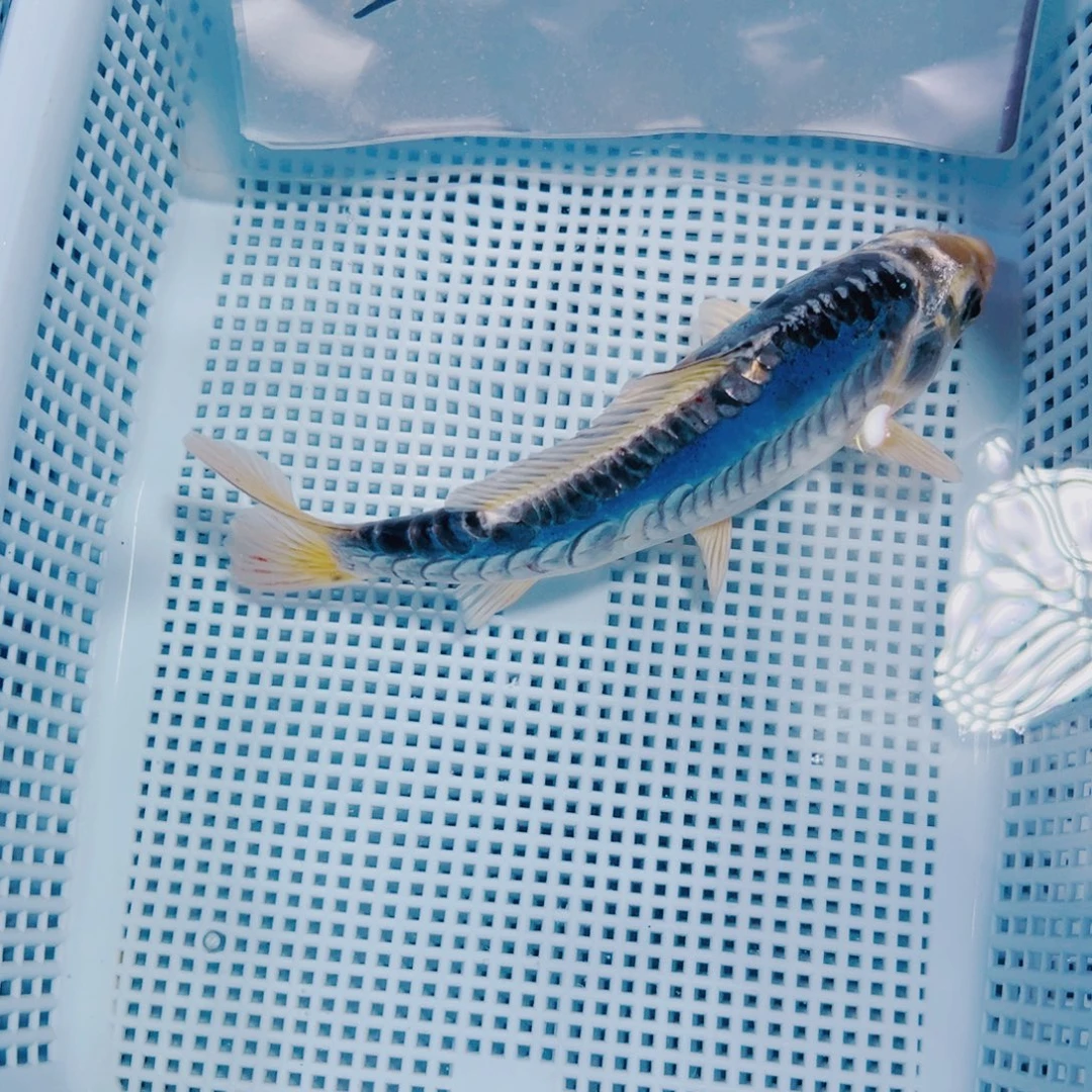 海水鱼锦鲤冷水120