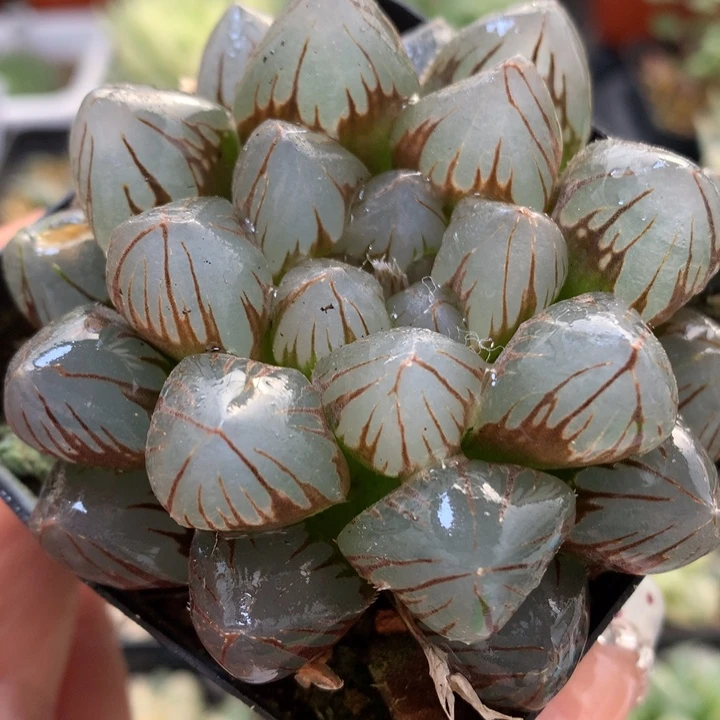 龙爪玉露带盆土发货哦