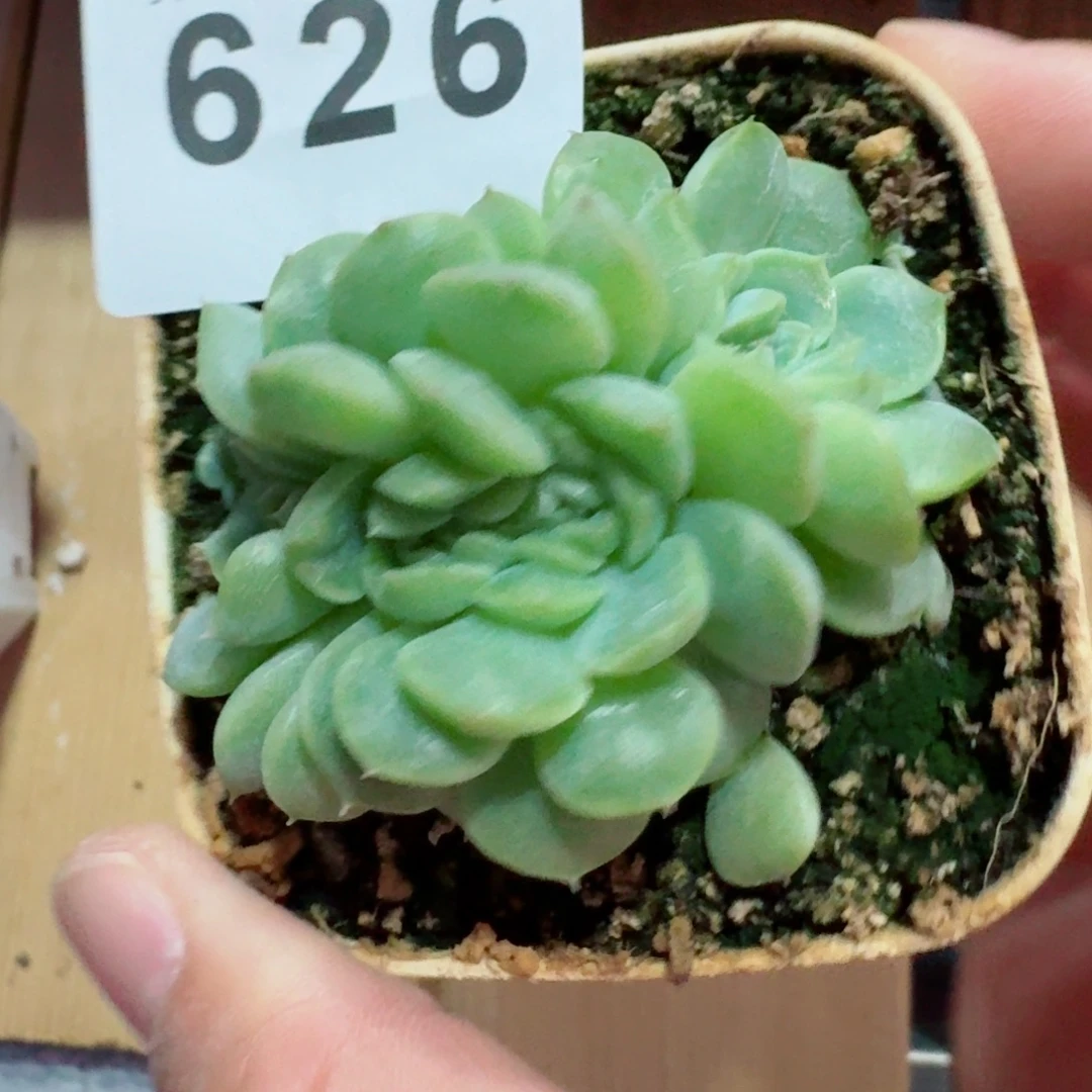 微***笑纸鸢缀化            精美多肉植物