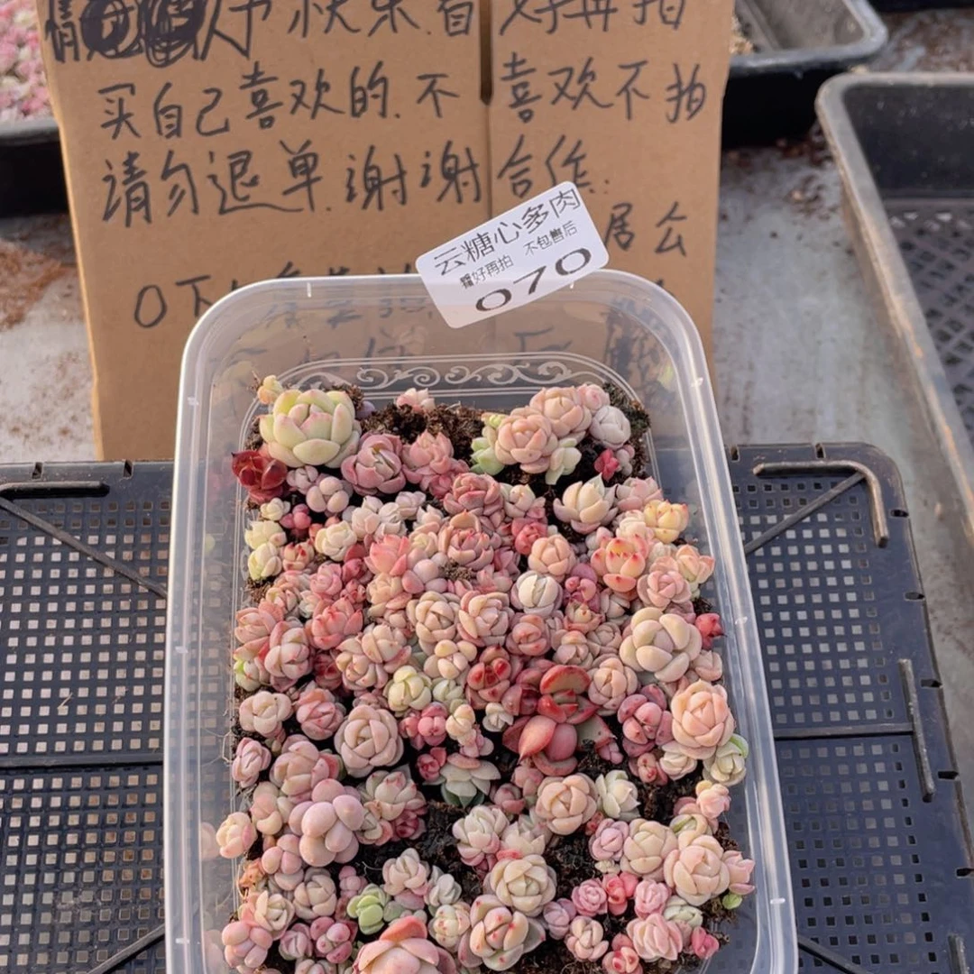 云糖心多肉植物70