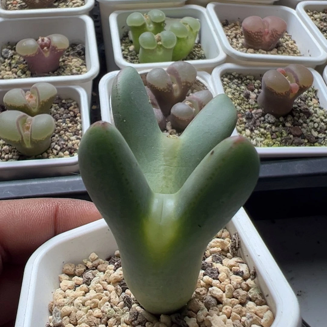 无花朵实生大型少将29