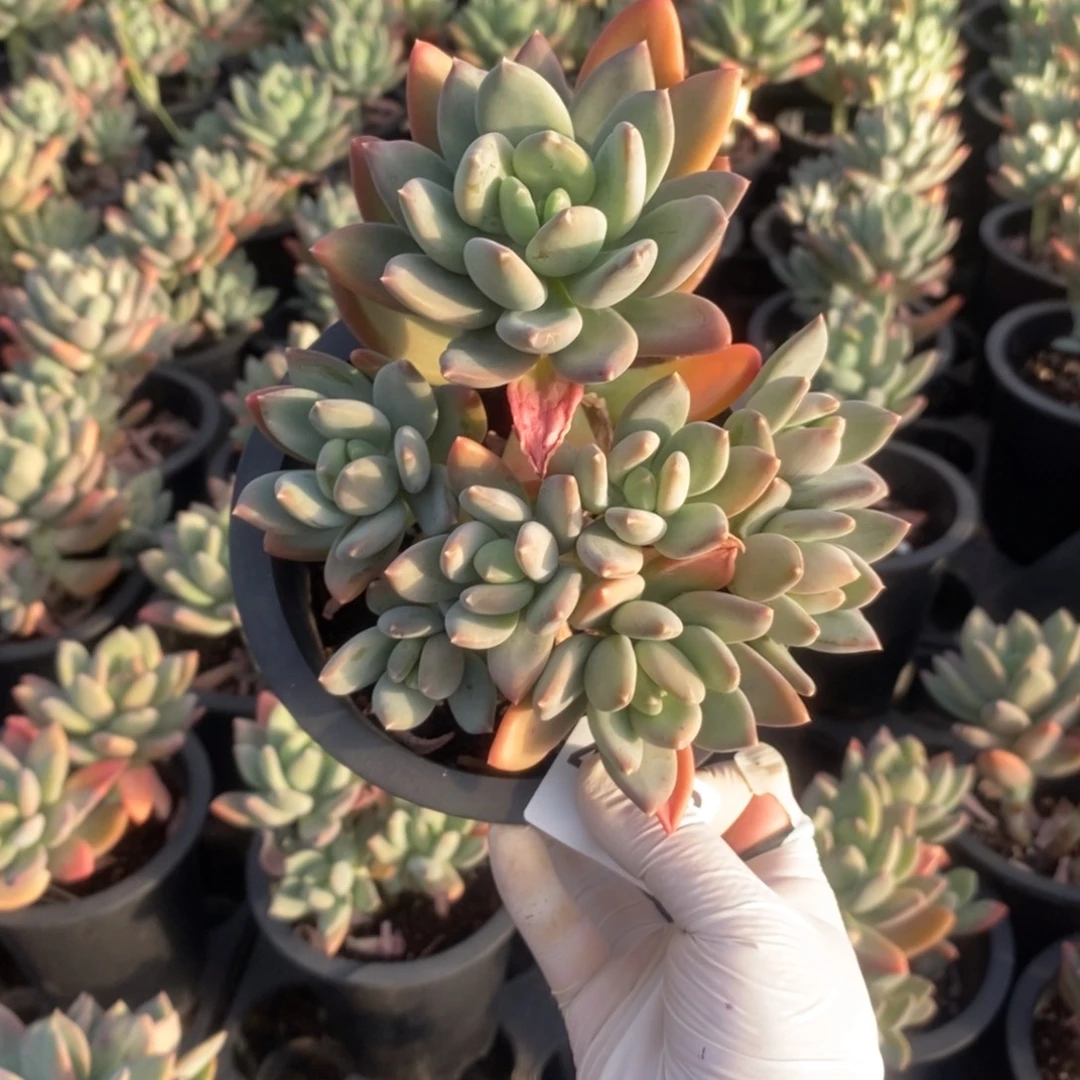 4356海洋之心一物一拍