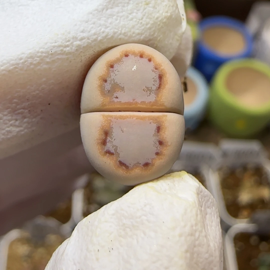 12.26.c216.9031无人福利