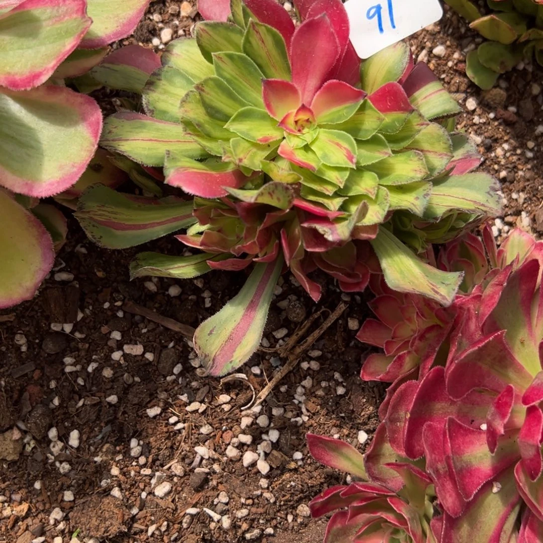 91知否无根多肉椅子