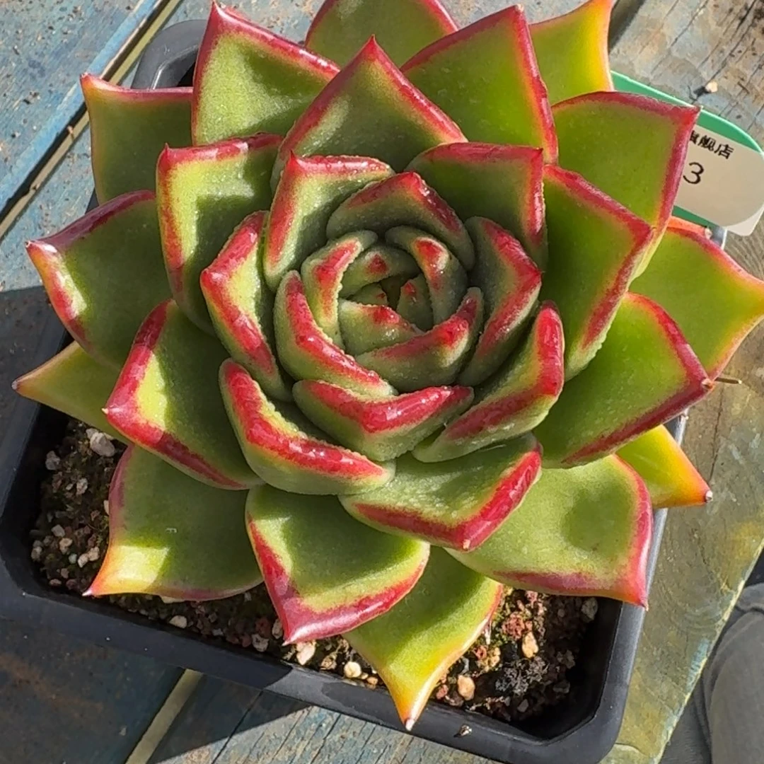 从前慢多肉精选编号1129.43