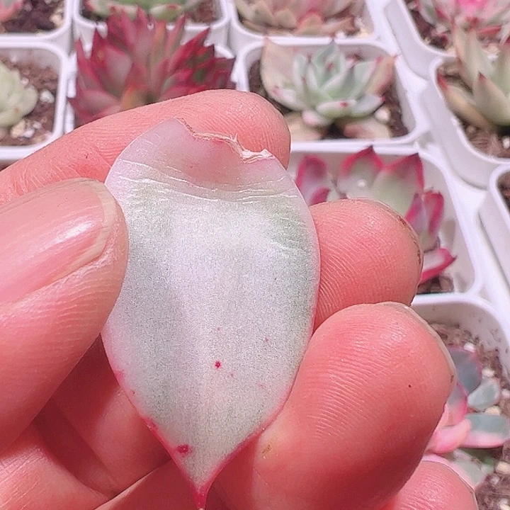 ?****官多肉植物多肉植物