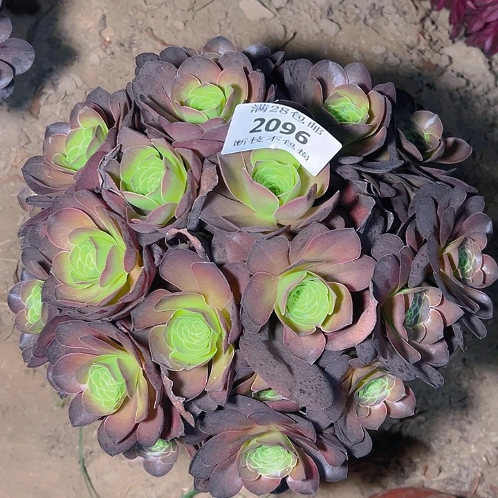 无花朵2096魅金玫瑰多肉植物2号