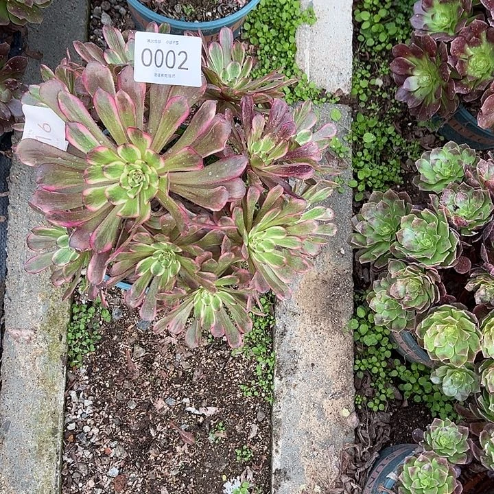 0002黑金刚多肉植物