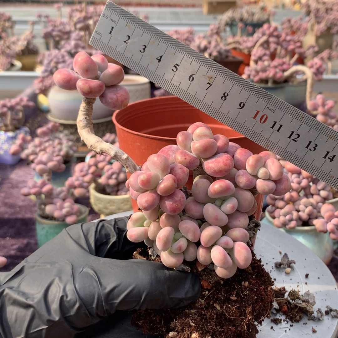 35号不带盆偏远地区不包邮的