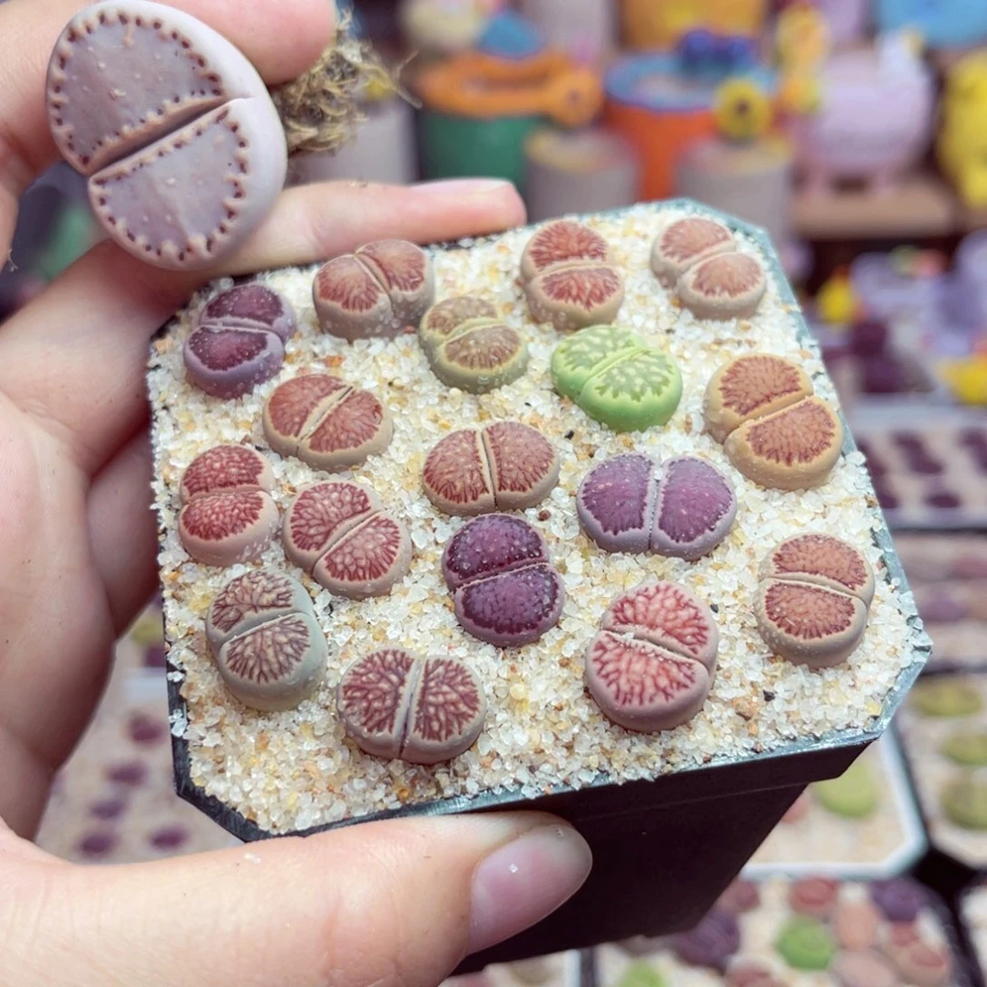 海**想11号带盆包邮发货