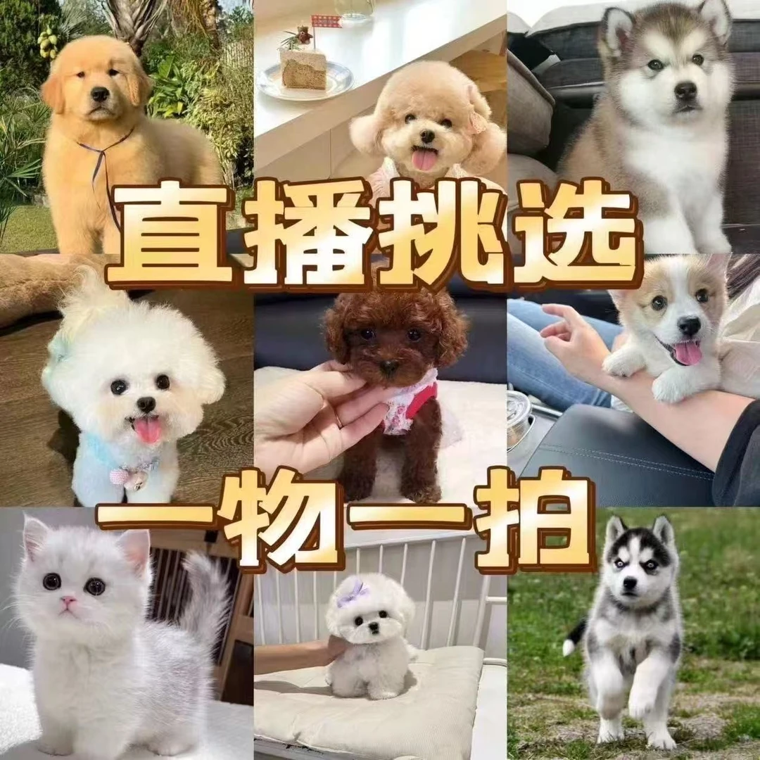 直播间挑选泰迪博美金毛拉布拉多柯基柴犬马犬比熊萨摩耶混血