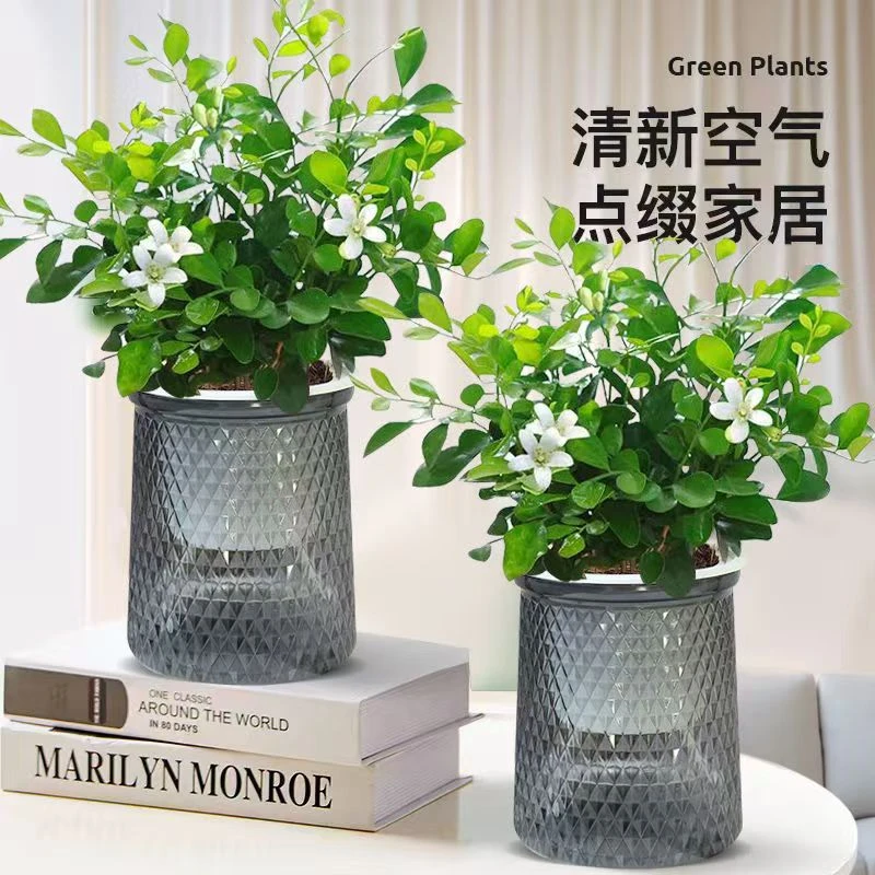 【买一送一】九里香驱蚊浪漫七夕植物观叶花卉绿植办公室开花飘香JZ