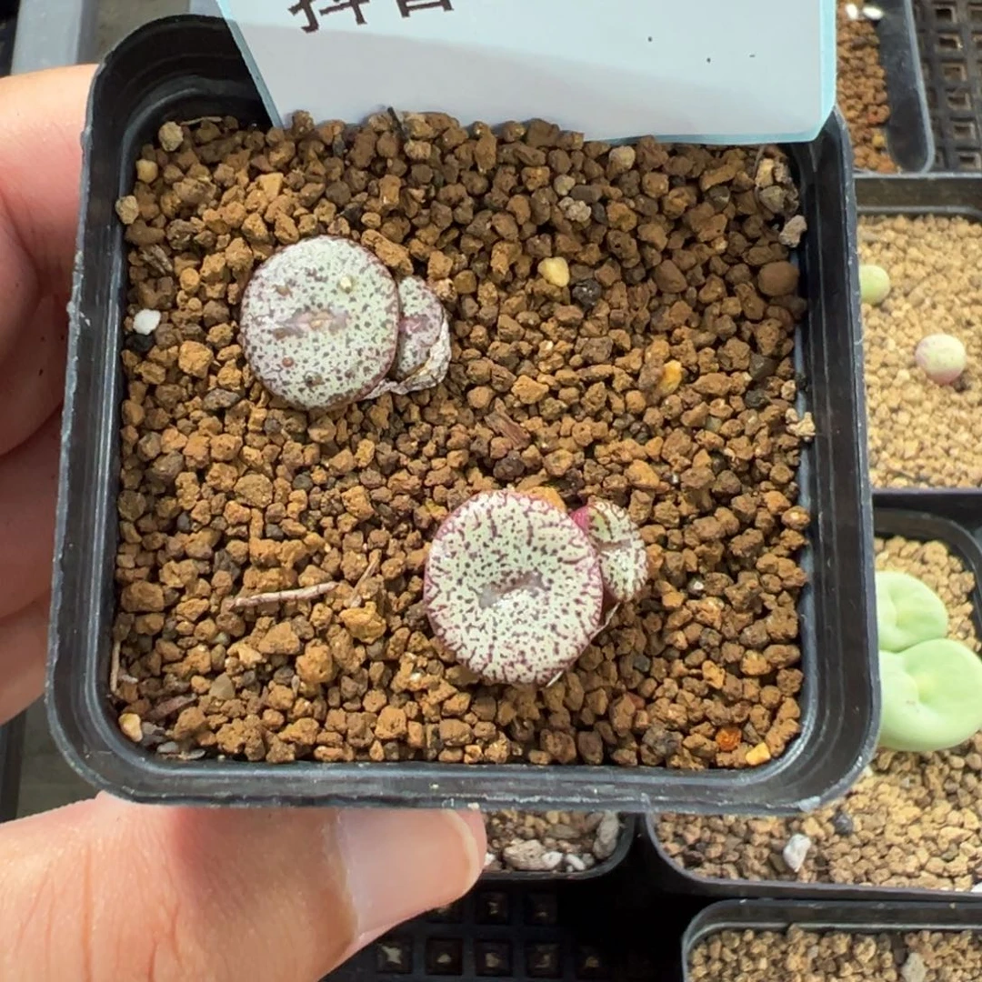 30-75密文安贞多肉植物
