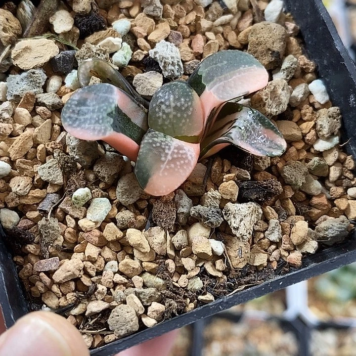 92点点寿一物一拍
