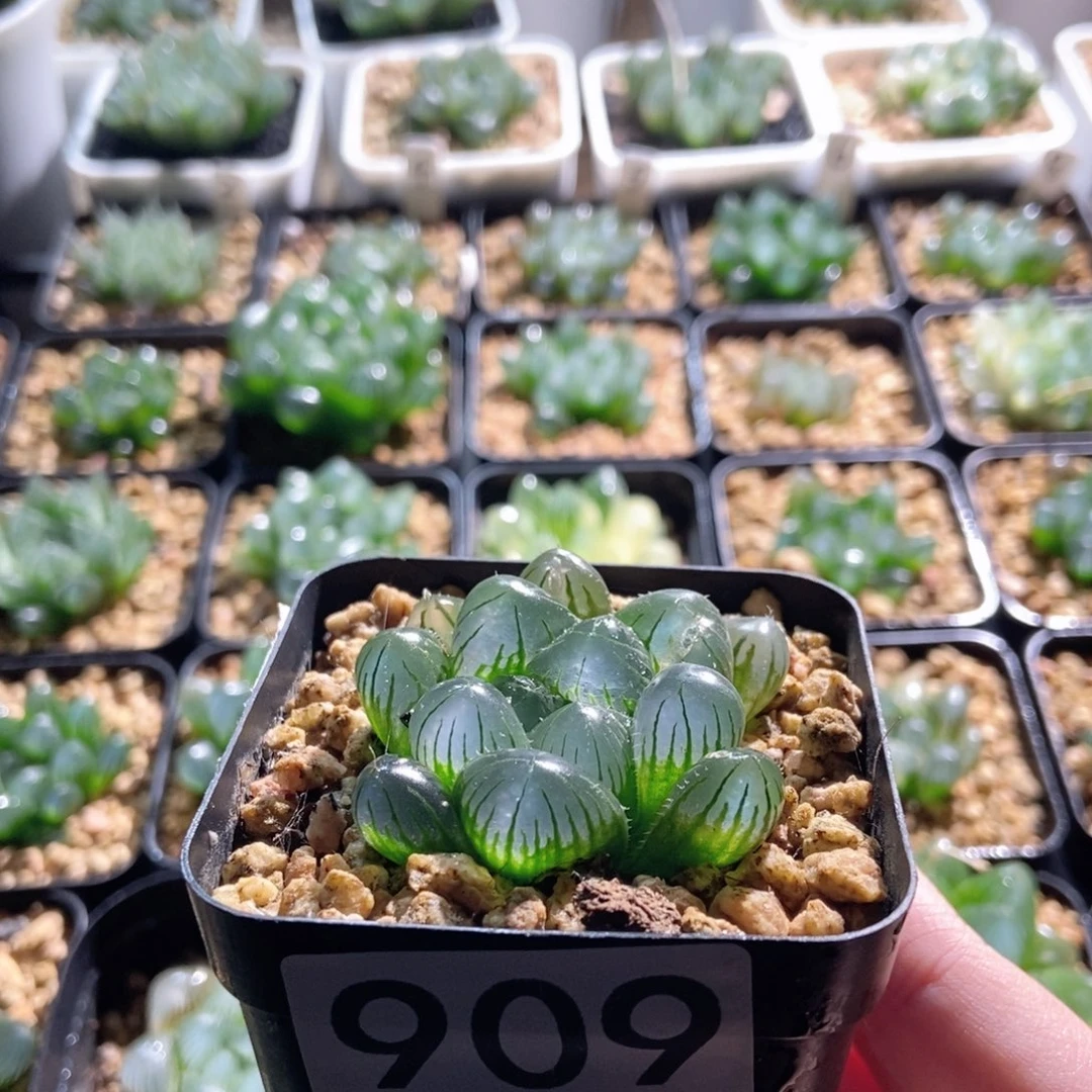 909号实生玉露大窗福利有裂