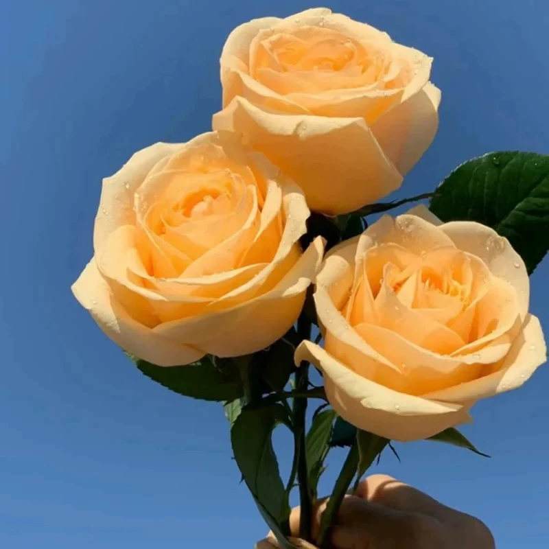 香槟玫瑰花鲜花云南直发真花水养色家用