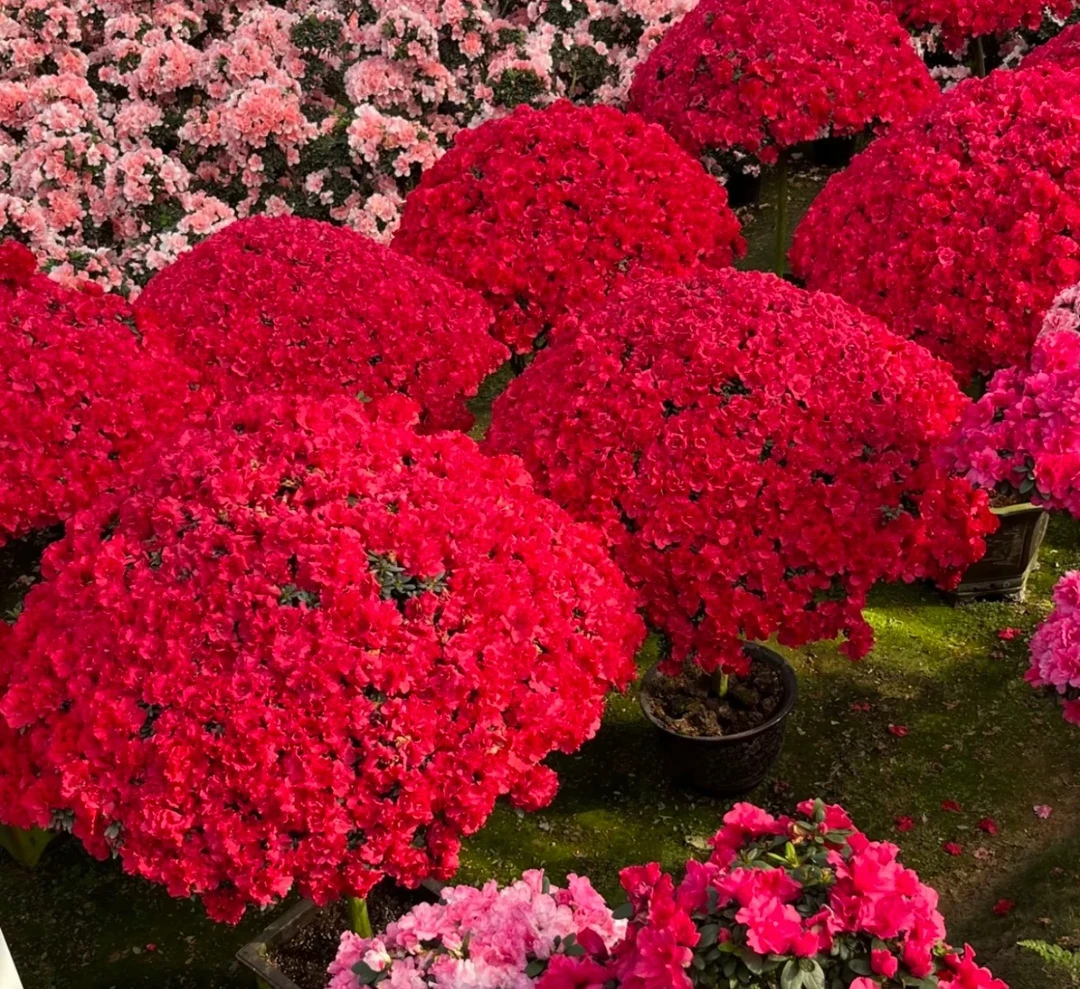 【红宝石】杜鹃花冠服65～70公分左右超大超便宜