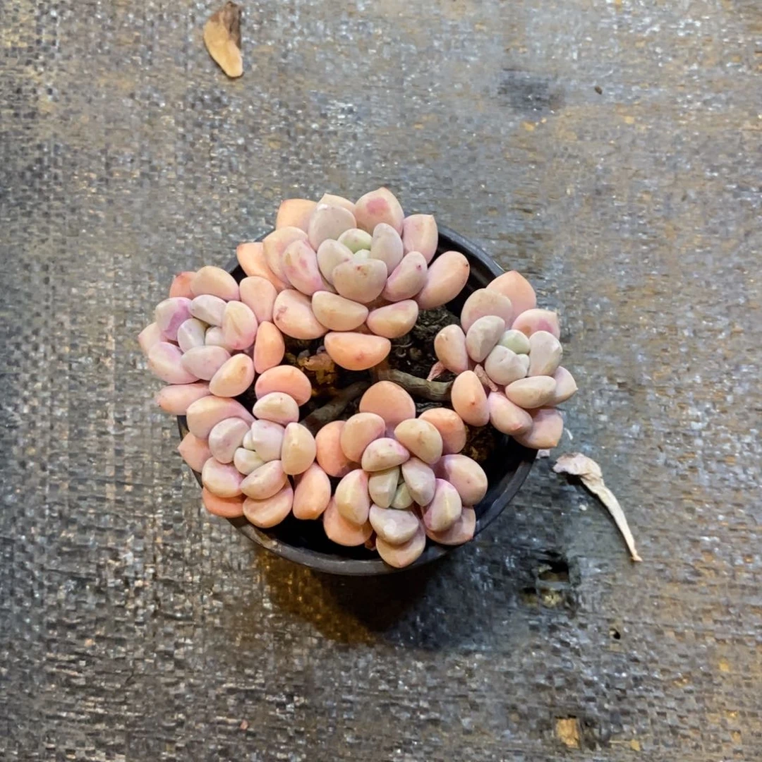 奕*花瓣自然群，1234567894