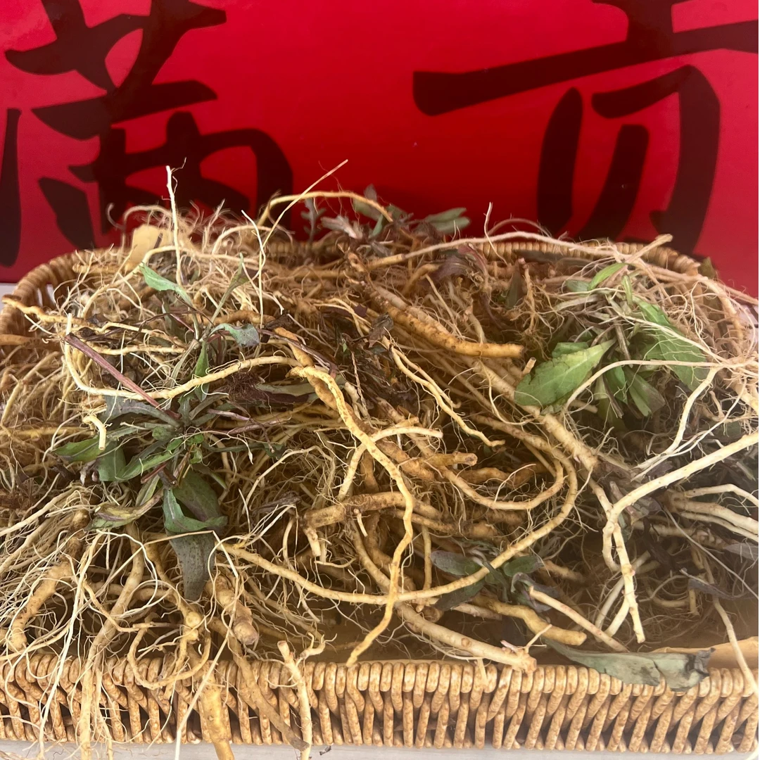 【苦菜】300g农户自挖野生带根蘸酱菜