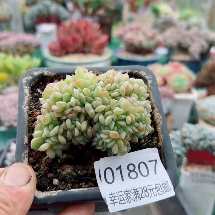 幸运的人是我自己吧幸运