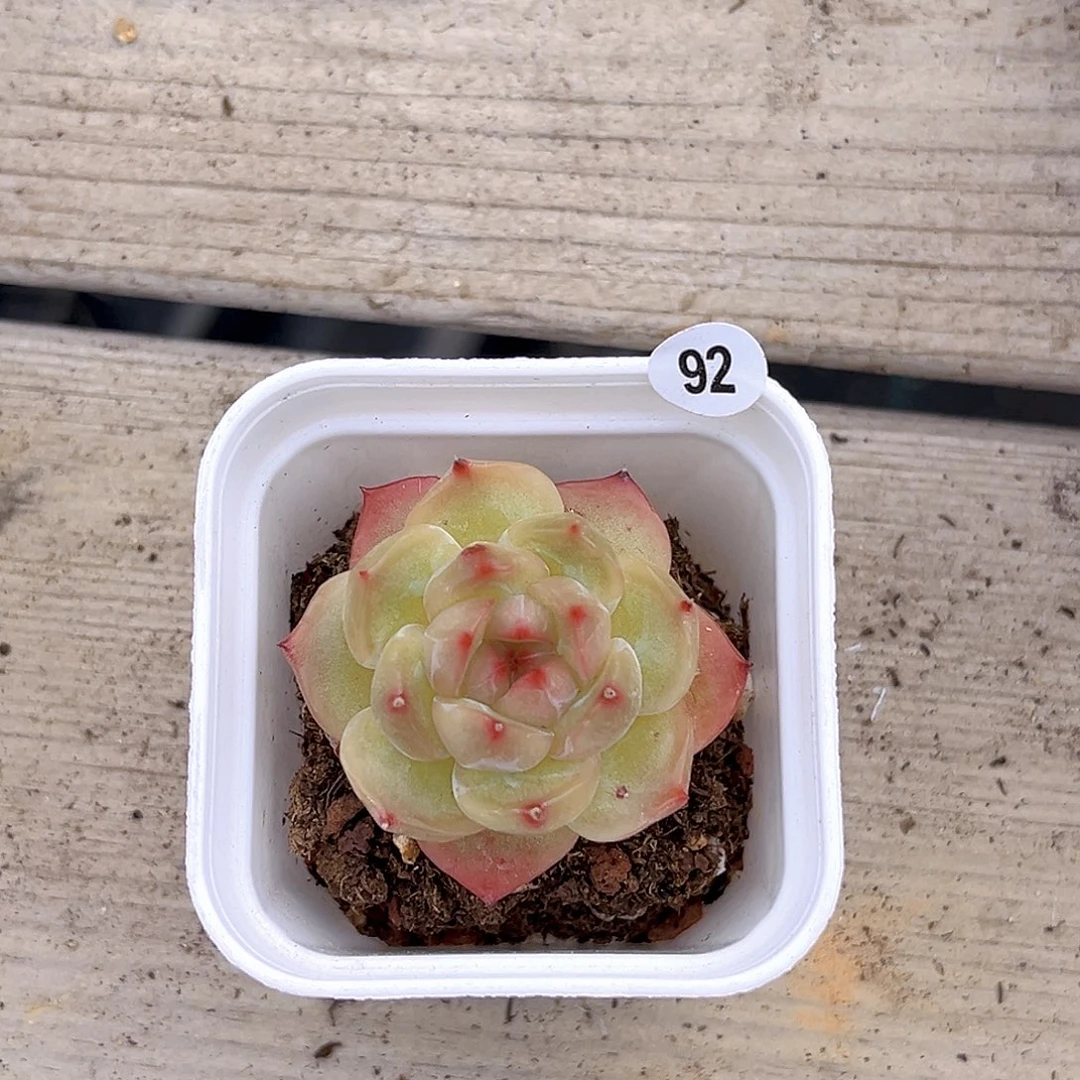 一物一拍孤品多肉92