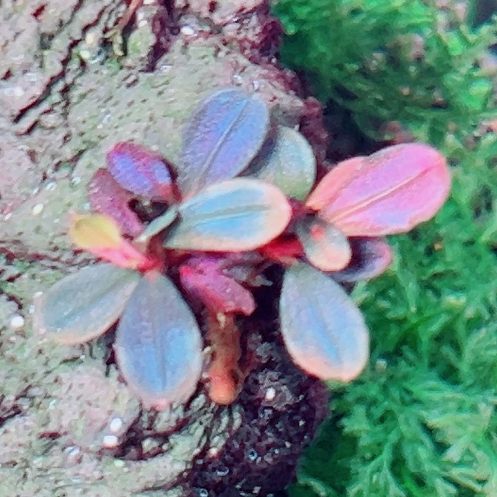 福利11福利价植物一头（雅典娜2头）