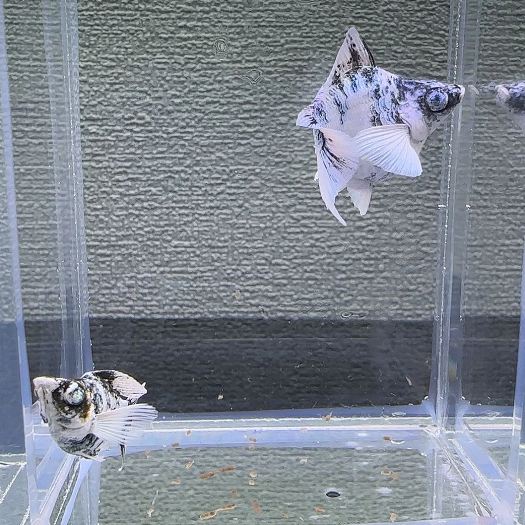 黑玛丽鱼水墨钻石眼