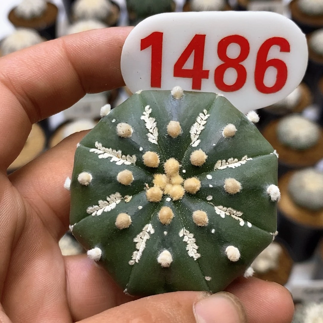 1486福利特价咯来