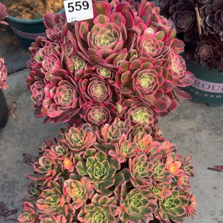 559妖月，甜茶，2棵