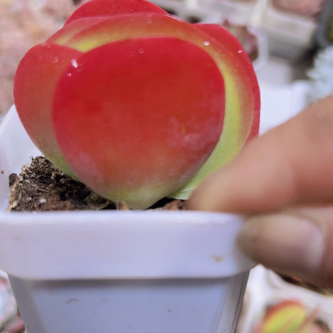 唐寅19包邮多肉植物