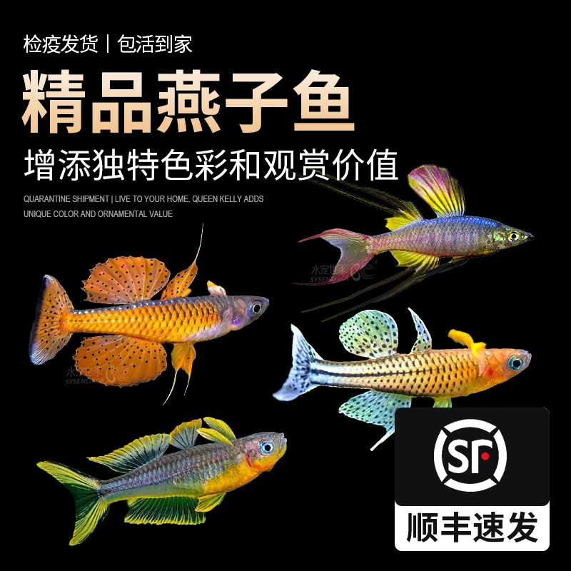 直播霓虹燕子灯科鱼燕子美人热带小型观赏鱼珍珠燕群游淡水鱼鳉鱼