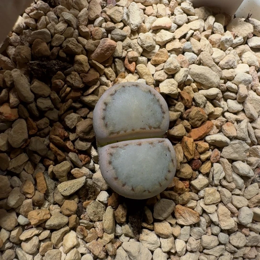 1**10122-22饼干1621.6