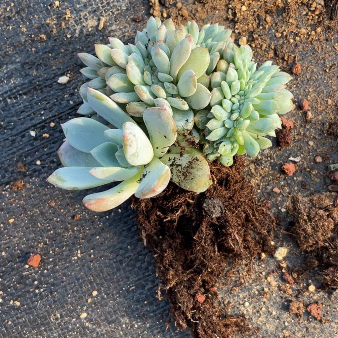 @***°石榴子星影缀横切繁殖210