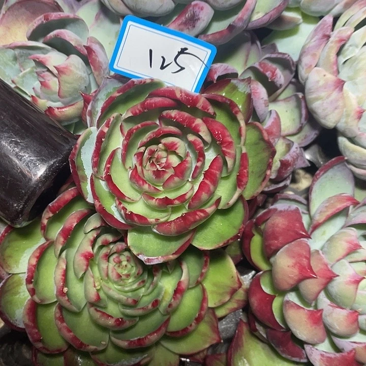 ✿***✿125////////////////