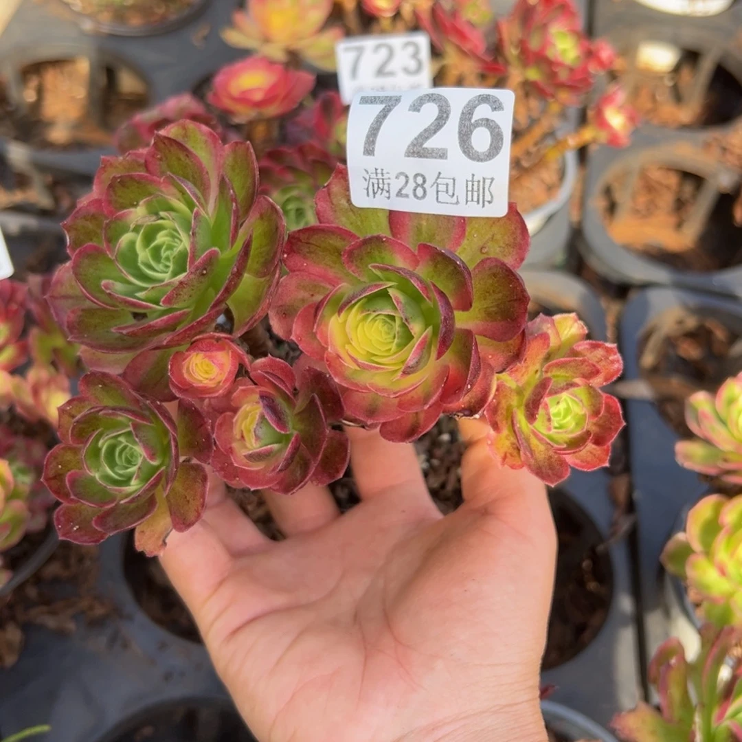 多肉植物726无售后
