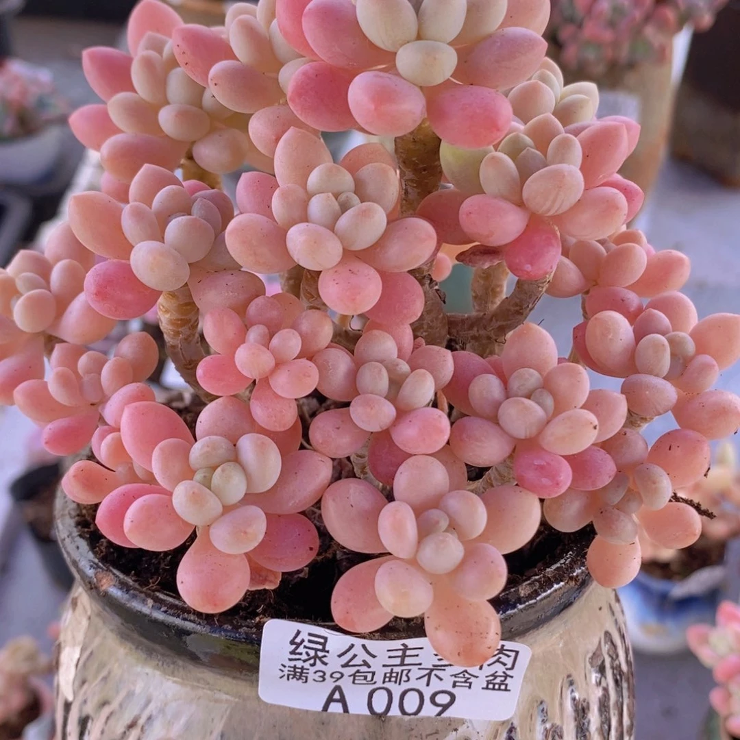 鱼子酱老桩12cm009多肉植物