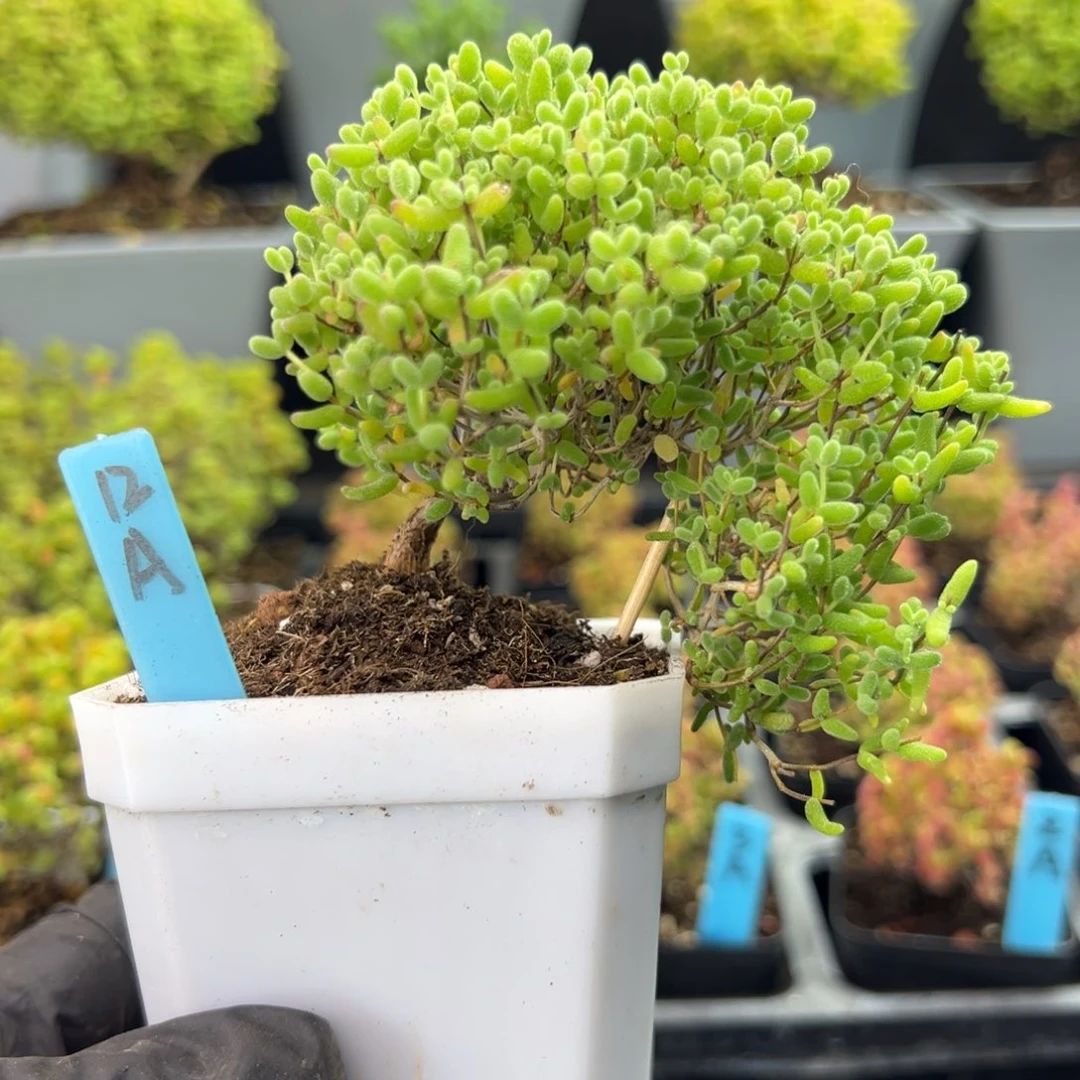 悬崖桩蜜橘糖球12号